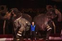 Слоны в цирке